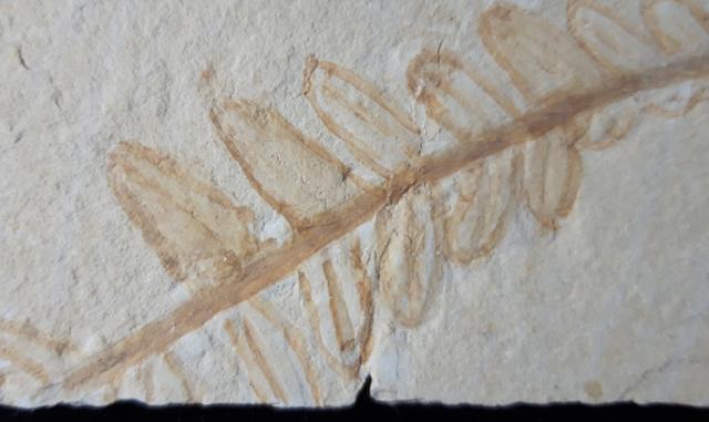Cycadopteris cf. jurensis KURR 1845 - Bild © FossNet FossilienStore